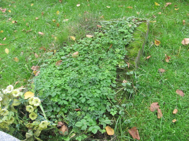  NN Cieszyn ewangelicki - Grobonet - Wyszukiwarka osób pochowanych